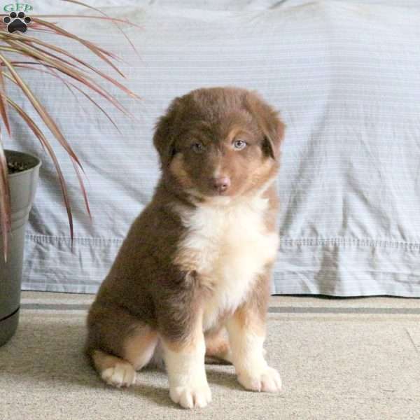 Teddy, Australian Shepherd Puppy