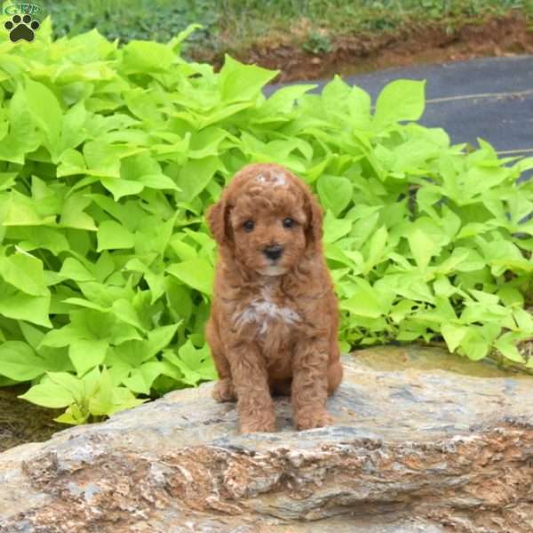 Teddy, Toy Poodle Puppy