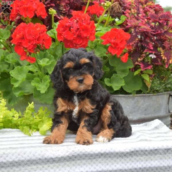 Teddy, Cavapoo Puppy