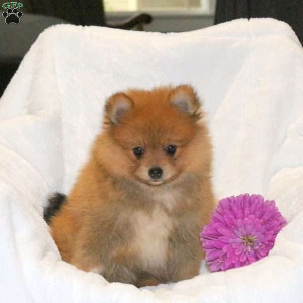 Teddy, Pomeranian Puppy