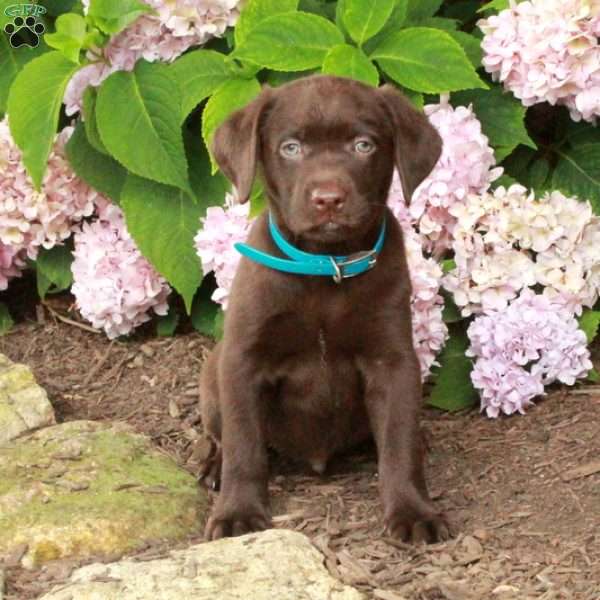 Teddy, Chocolate Labrador Retriever Puppy