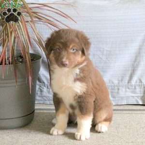 Teddy, Australian Shepherd Puppy