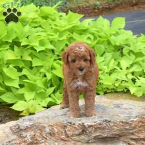 Teddy, Toy Poodle Puppy