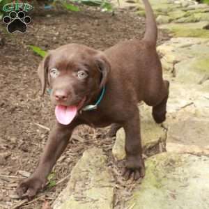 Teddy, Chocolate Labrador Retriever Puppy