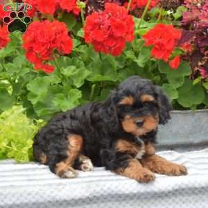 Teddy, Cavapoo Puppy