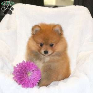 Teddy, Pomeranian Puppy