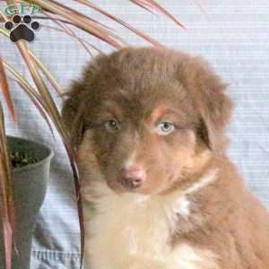 Teddy, Australian Shepherd Puppy