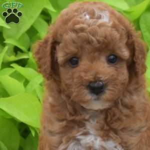 Teddy, Toy Poodle Puppy