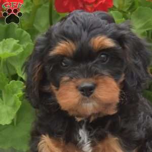 Teddy, Cavapoo Puppy