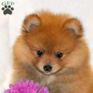Teddy, Pomeranian Puppy
