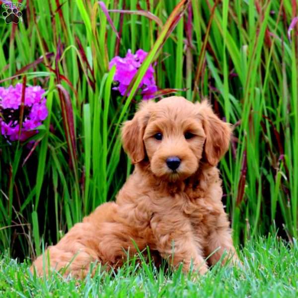 Teddy, Mini Goldendoodle Puppy