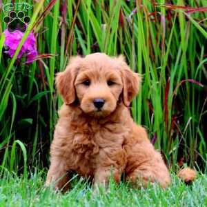 Teddy, Mini Goldendoodle Puppy