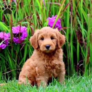 Teddy, Mini Goldendoodle Puppy