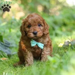 Teddy, Cavapoo Puppy