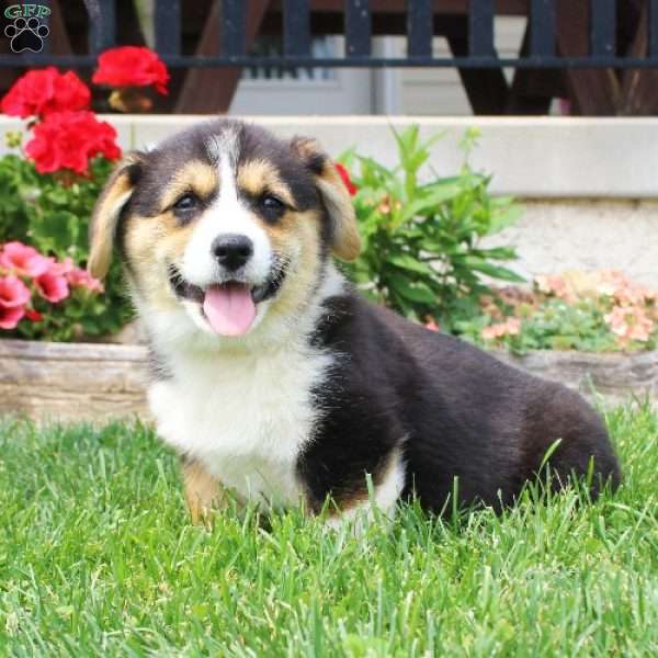 Teagan, Pembroke Welsh Corgi Puppy