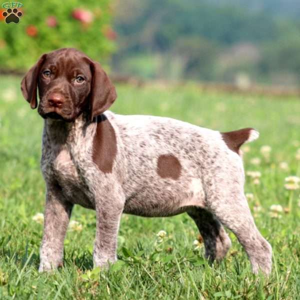 Teresa, German Shorthaired Pointer Puppy
