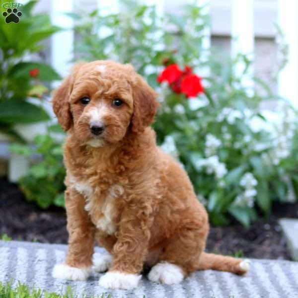 Teresa, Mini Labradoodle Puppy