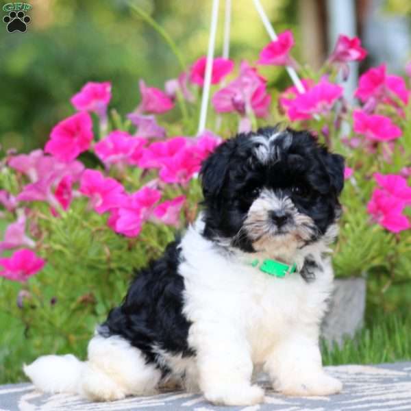 Teresa, Havanese Puppy