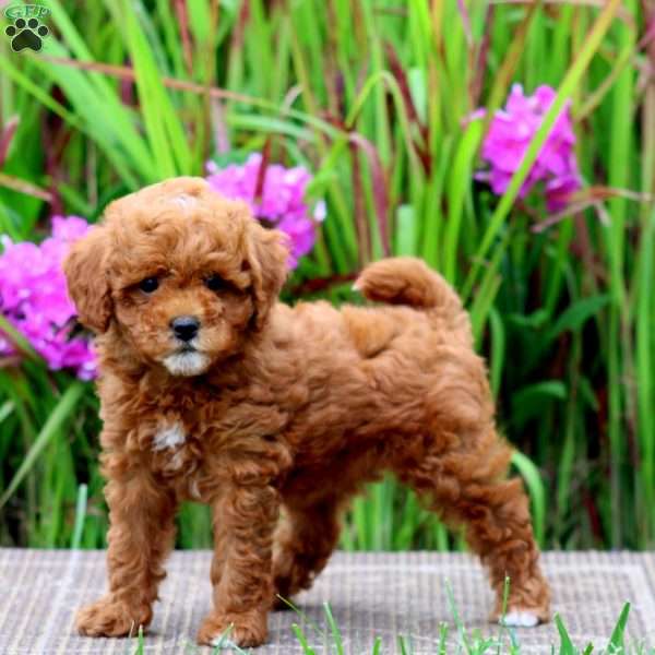 Teresa, Mini Goldendoodle Puppy