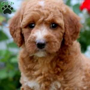 Teresa, Mini Labradoodle Puppy