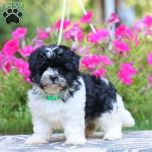 Teresa, Havanese Puppy