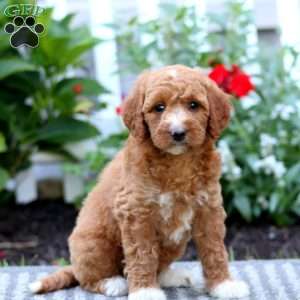 Teresa, Mini Labradoodle Puppy