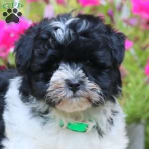 Teresa, Havanese Puppy