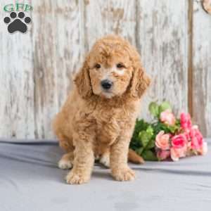 Terrick, Mini Goldendoodle Puppy