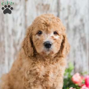 Terrick, Mini Goldendoodle Puppy