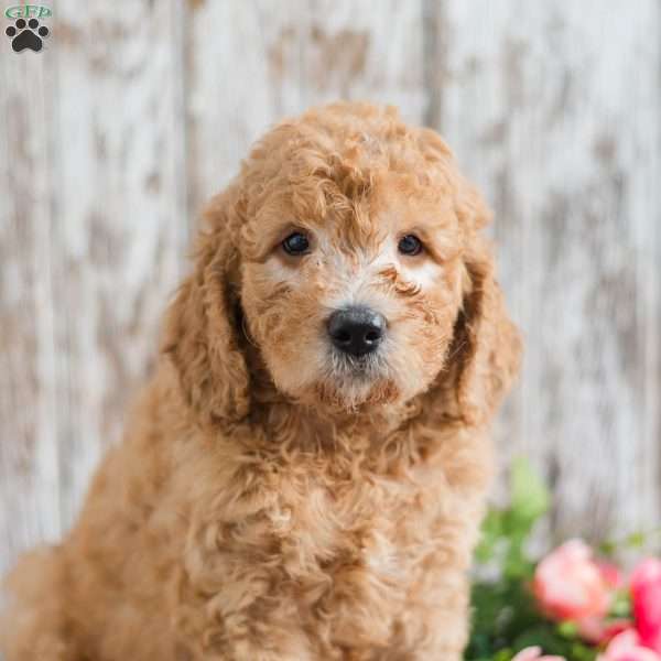 Terrick, Mini Goldendoodle Puppy
