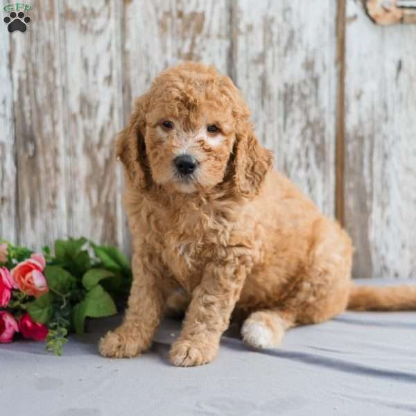 Terrick, Mini Goldendoodle Puppy