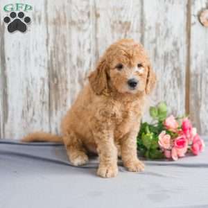 Terrick, Mini Goldendoodle Puppy