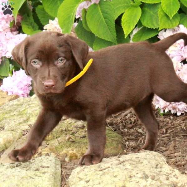 Tessa, Chocolate Labrador Retriever Puppy
