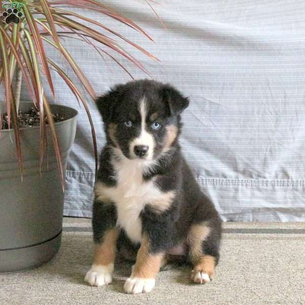 Tessa, Australian Shepherd Puppy