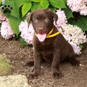 Tessa, Chocolate Labrador Retriever Puppy