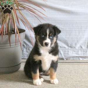Tessa, Australian Shepherd Puppy
