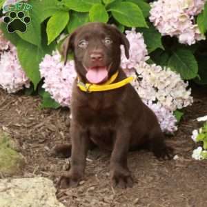 Tessa, Chocolate Labrador Retriever Puppy