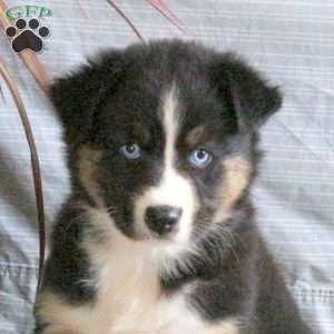 Tessa, Australian Shepherd Puppy