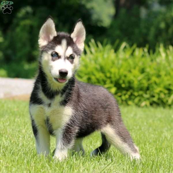 Tessa, Siberian Husky Puppy