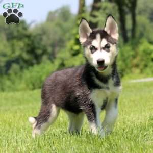 Tessa, Siberian Husky Puppy