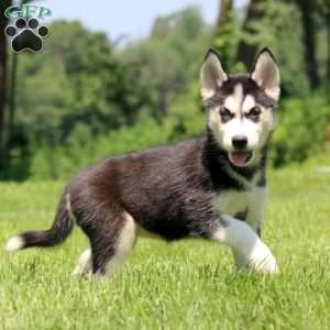 Tessa, Siberian Husky Puppy
