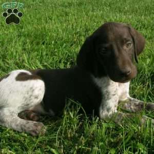 Tex, German Shorthaired Pointer Puppy