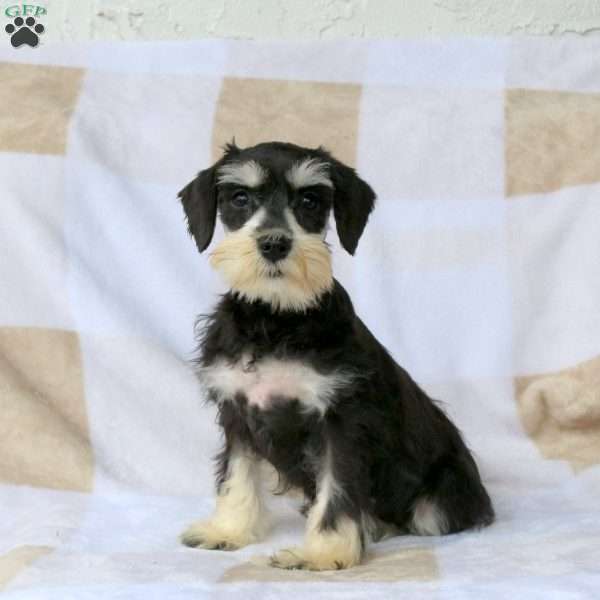 Thea, Miniature Schnauzer Puppy