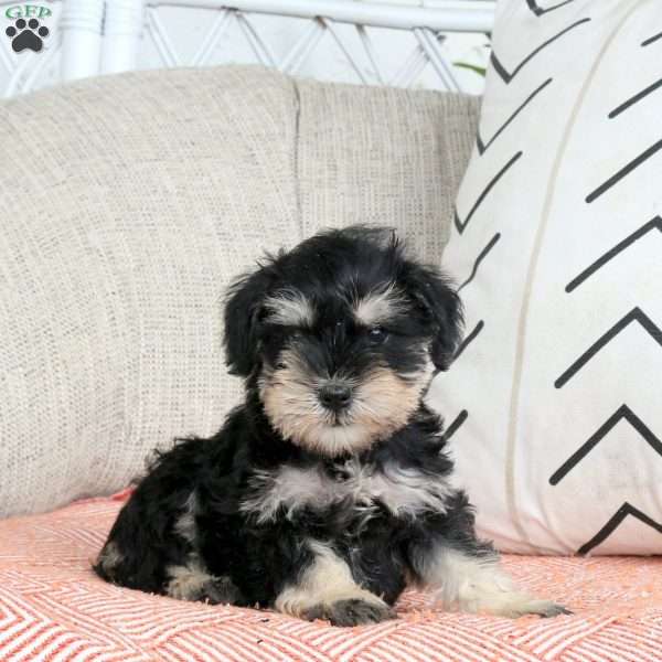 Thea, Miniature Schnauzer Puppy