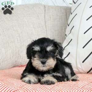 Thea, Miniature Schnauzer Puppy