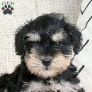 Thea, Miniature Schnauzer Puppy