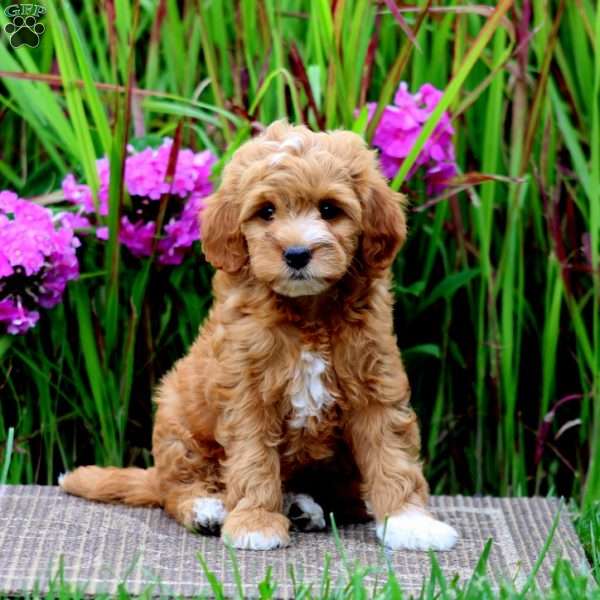 Thea, Mini Goldendoodle Puppy