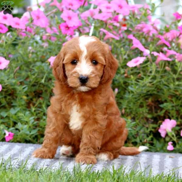 Thea, Mini Labradoodle Puppy