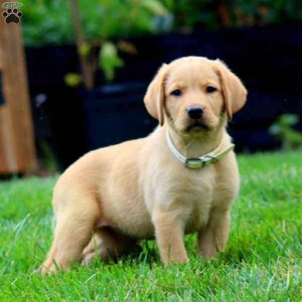 Thea, Fox Red Labrador Retriever Puppy