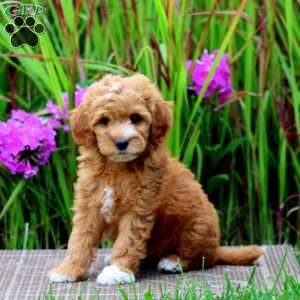 Thea, Mini Goldendoodle Puppy